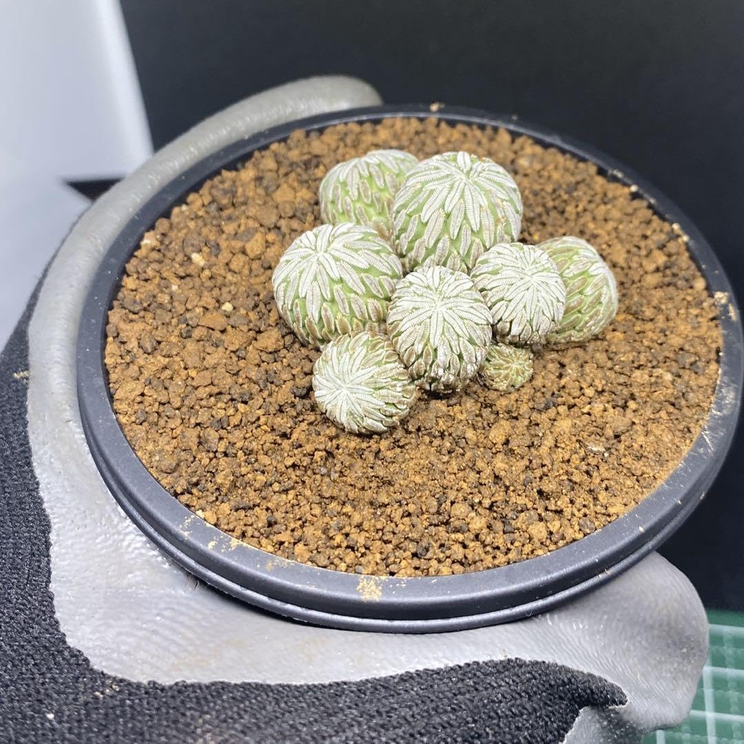 Amazon.co.jp: ペレキフォラ 精巧丸 群生株 サボテン レア種 抜き苗